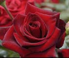 Realistic Red Roses